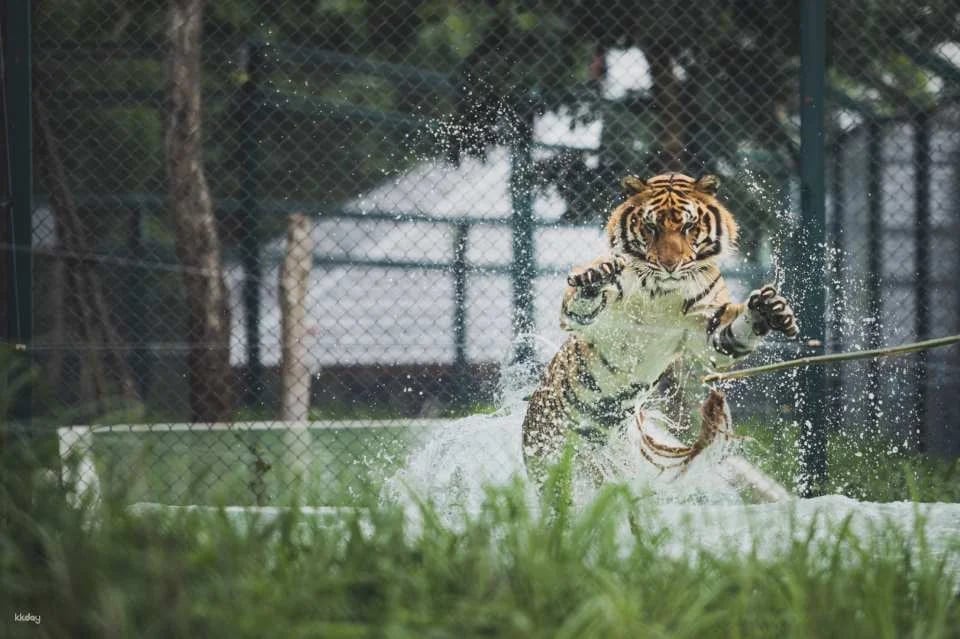 Tiger Kingdom in Chiang Mai | Thailand