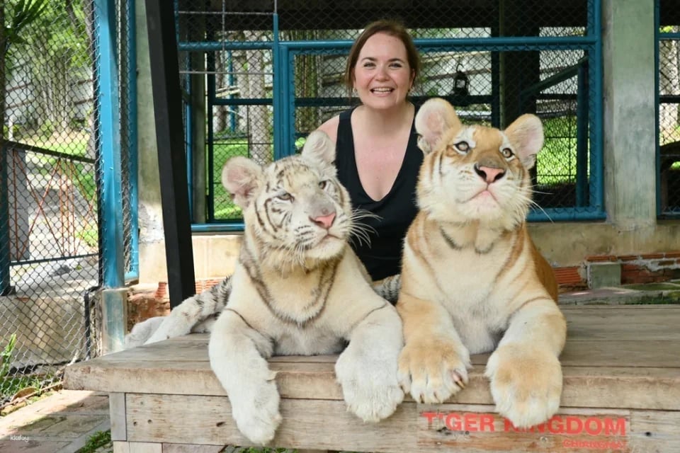 Tiger Kingdom in Chiang Mai | Thailand