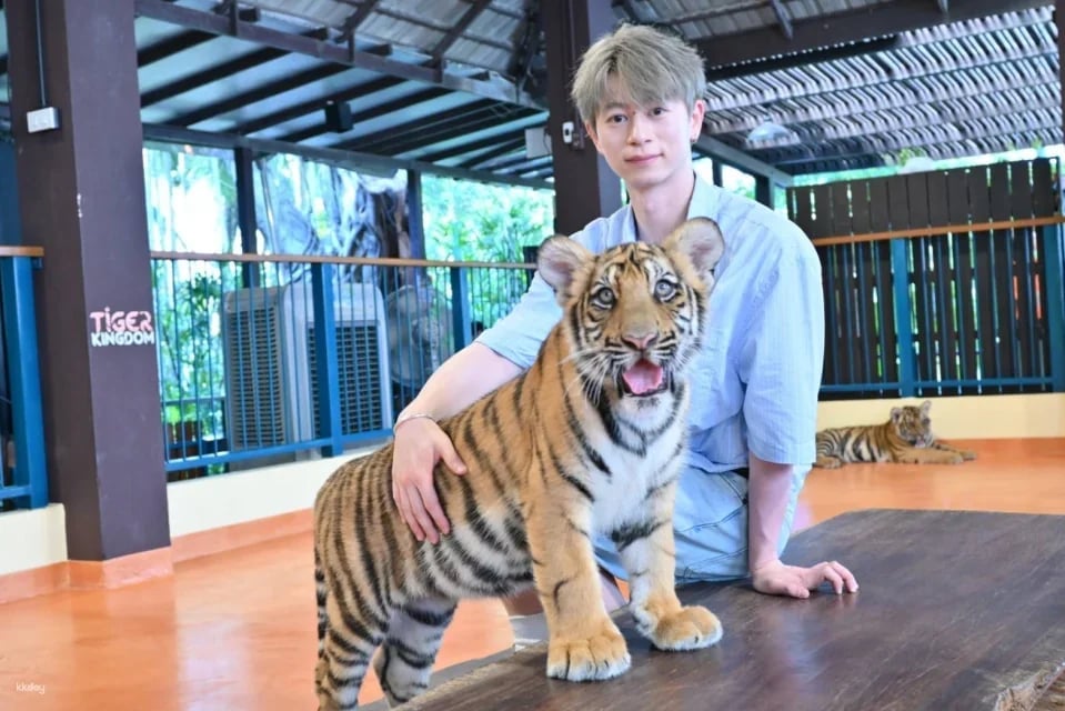 Tiger Kingdom in Chiang Mai | Thailand