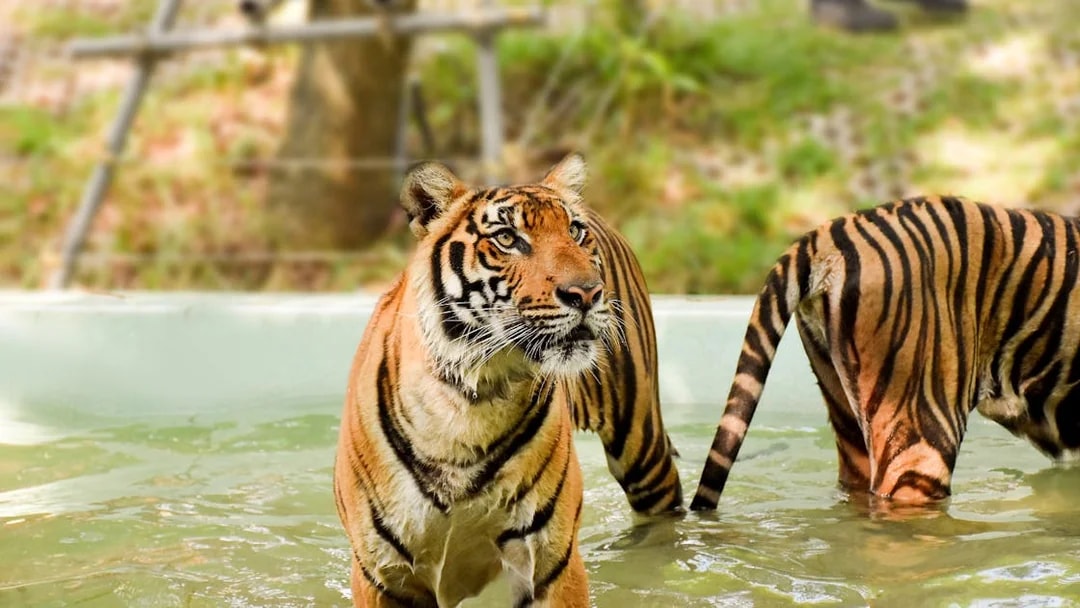 Tigers in a pool at Tiger Kingdom, part of the private transfer experience.