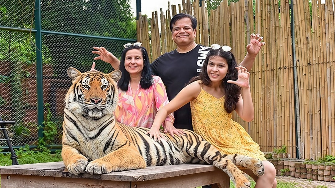 Family petting a tiger on a table at Tiger Kingdom experience.