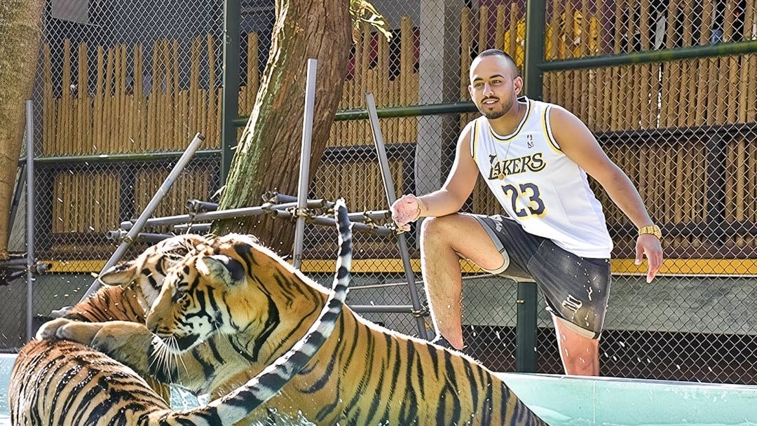 Two tigers play in a pool at Tiger Kingdom as a visitor observes nearby.