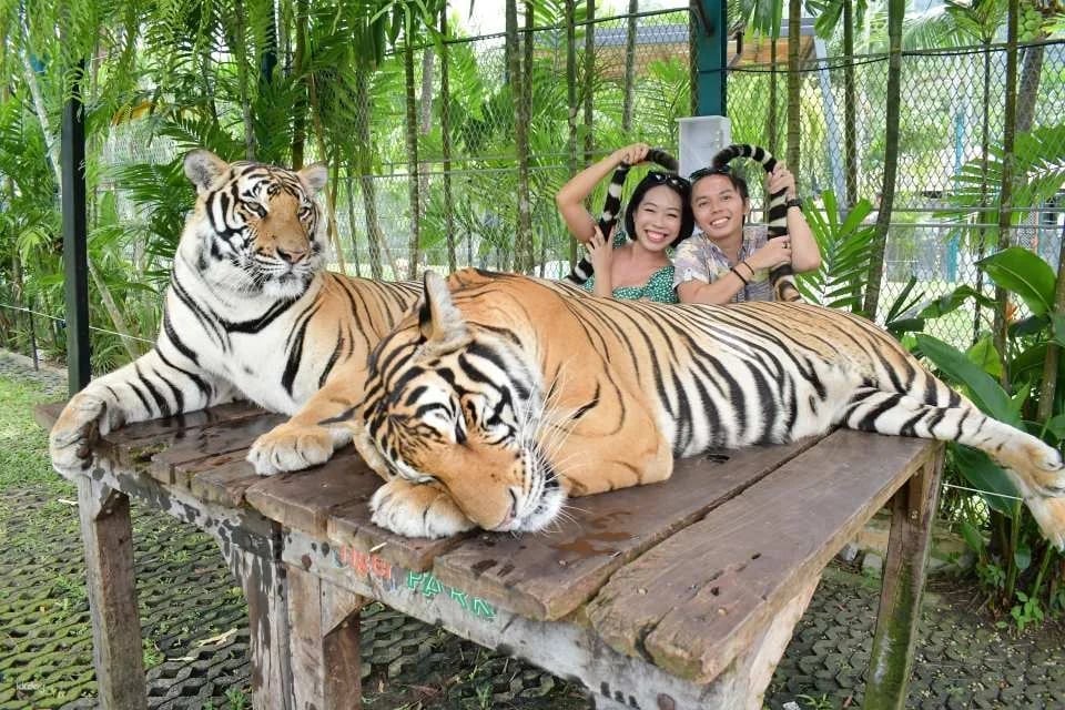 Tiger Park Big Buddha Phuket | Thailand