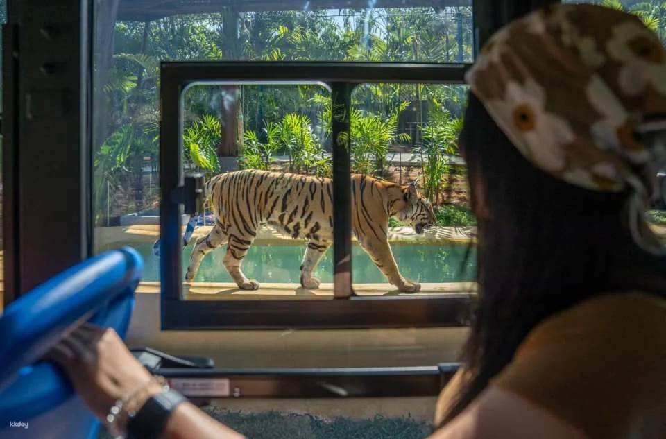 Tiger Park Big Buddha Phuket | Thailand