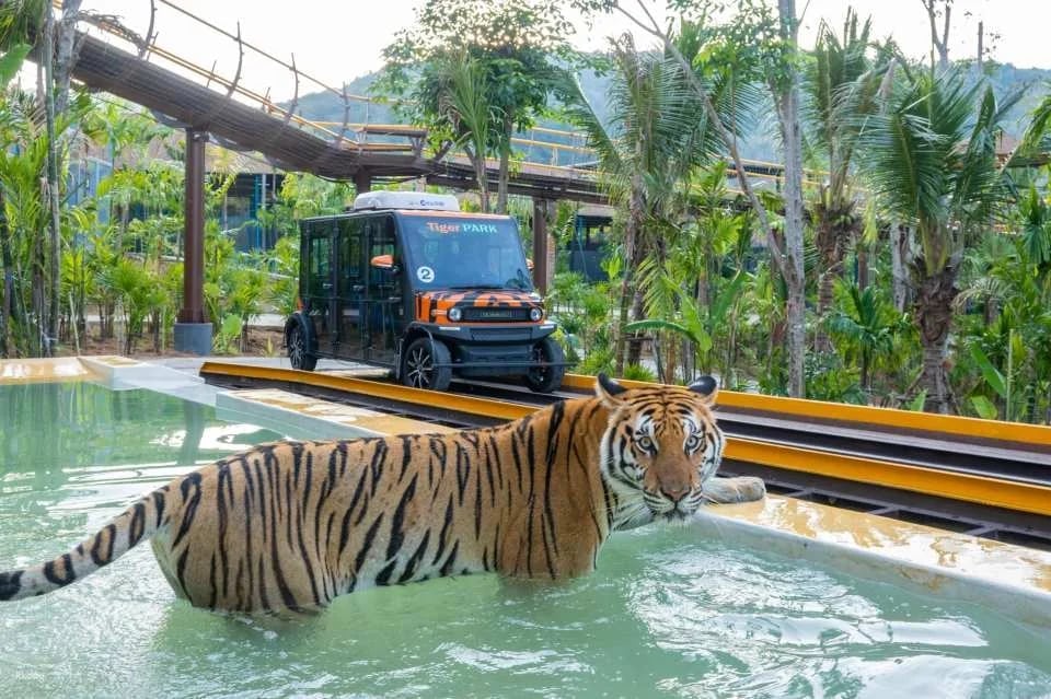 Tiger Park Big Buddha Phuket | Thailand