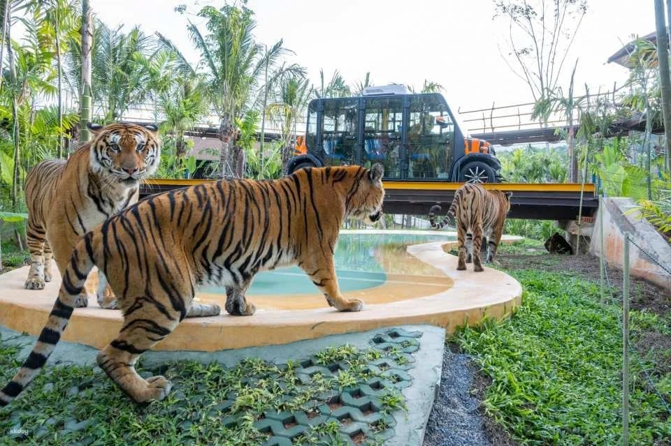 Tiger Park Big Buddha Phuket | Thailand