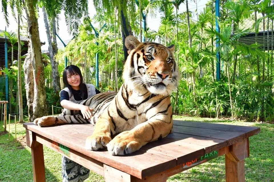 Tiger Park Kathu Phuket | Thailand