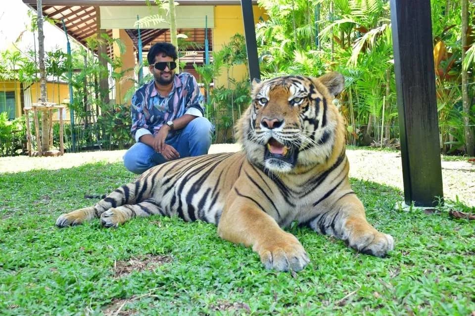 Tiger Park Kathu Phuket | Thailand
