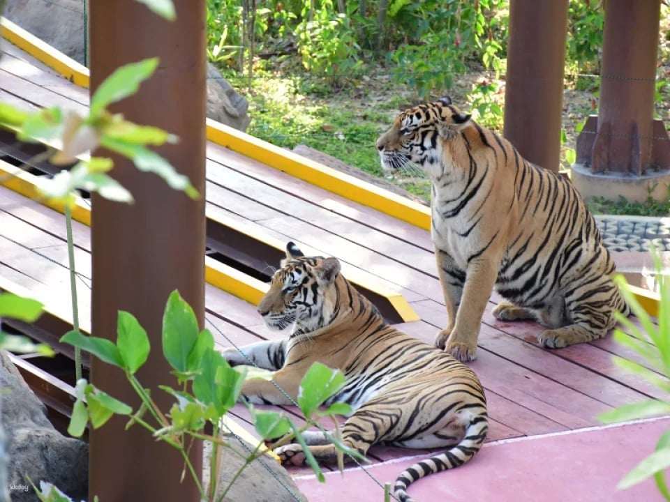 Tiger Park Kathu Phuket | Thailand