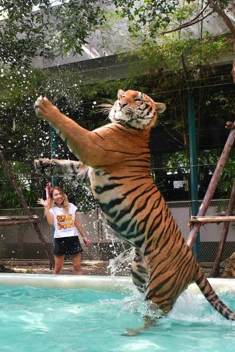 Tiger Park Pattaya Admission Ticket | Thailand