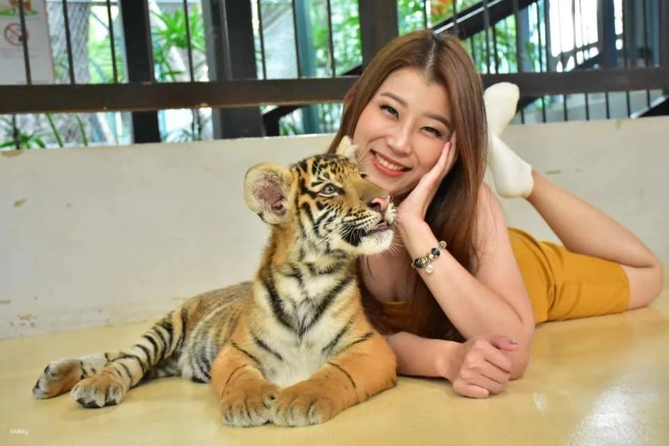 Tiger Park Pattaya Admission Ticket | Thailand