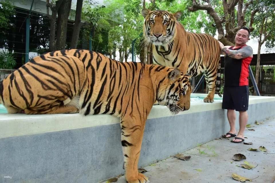 Tiger Park Pattaya Admission Ticket | Thailand