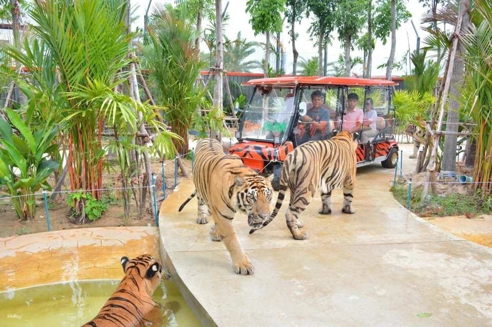 Tiger Park Pattaya Admission Ticket | Thailand
