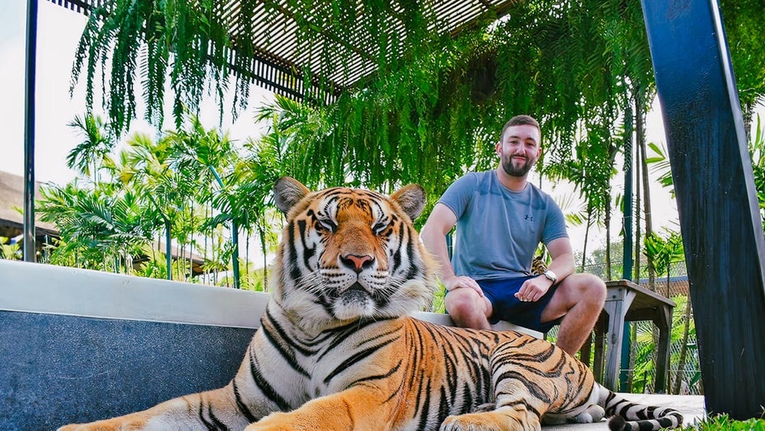 Tiger resting with visitor at Tiger Park Phuket, surrounded by lush greenery.