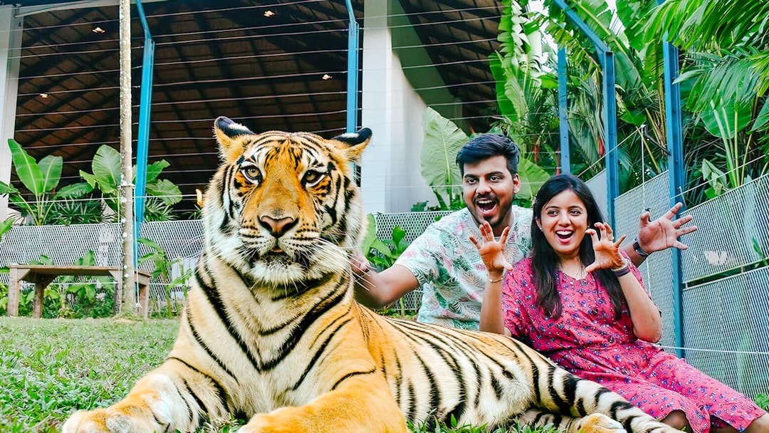 Couple posing with a tiger at Tiger Park Phuket, Thailand.