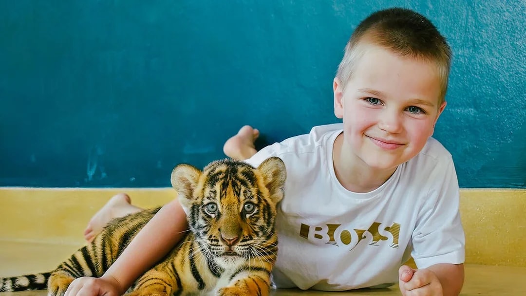 Child interacting with a tiger cub at Tiger Park Phuket.