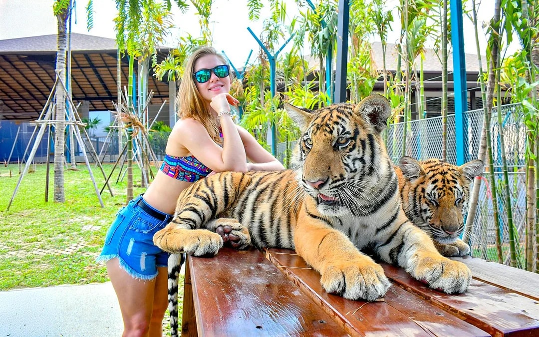 Tiger Park Tickets with Tiger Interactions: Non-Thai Residents Image 6