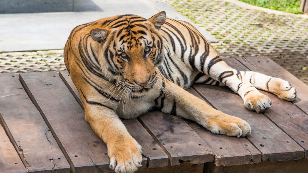 Tiger resting on a wooden platform at Tiger Park, Pattaya.