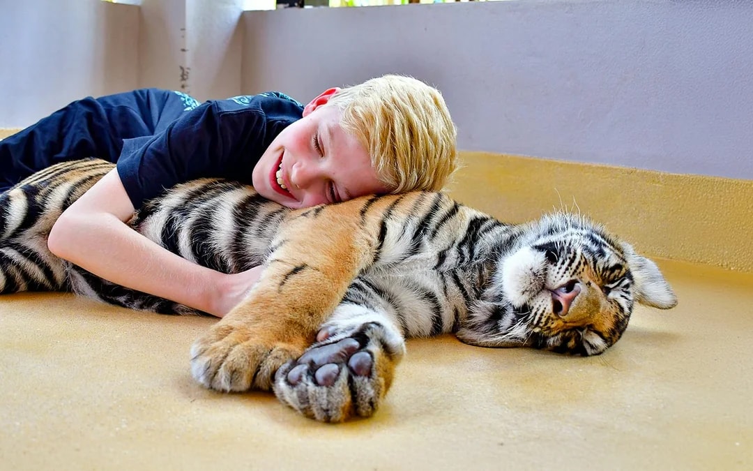 Tiger Park Tickets with Tiger Interactions: Non-Thai Residents Image 7