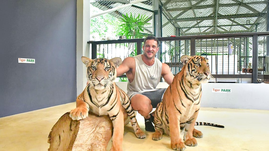 Man posing with two tigers at Tiger Park Pattaya enclosure.