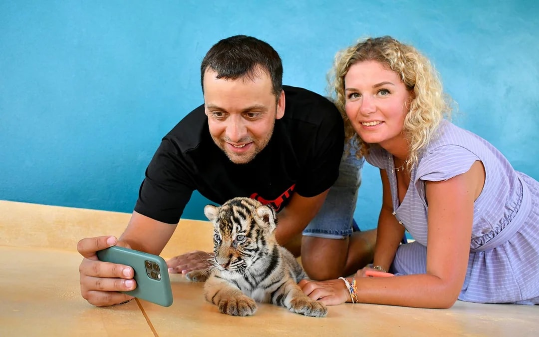 Tiger Park Tickets with Tiger Interactions: Non-Thai Residents Image 4