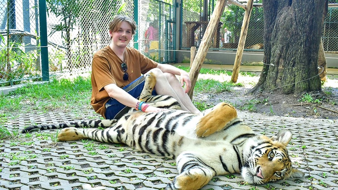 Person sitting with a tiger at Tiger Park Pattaya.