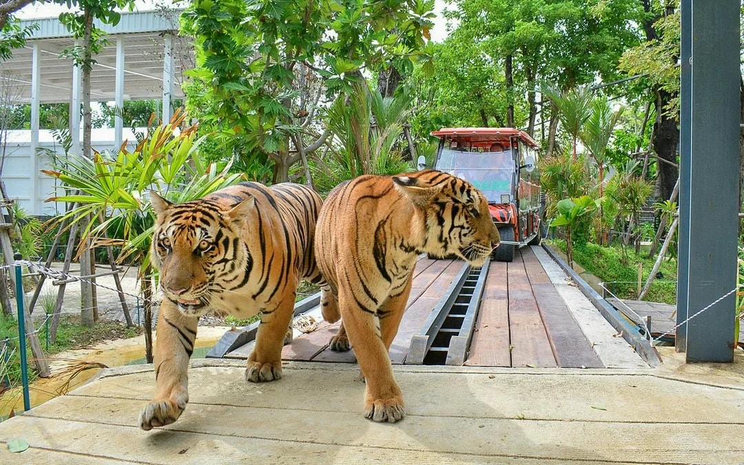 Tiger Park Tickets: Non-Thai Residents Image 6