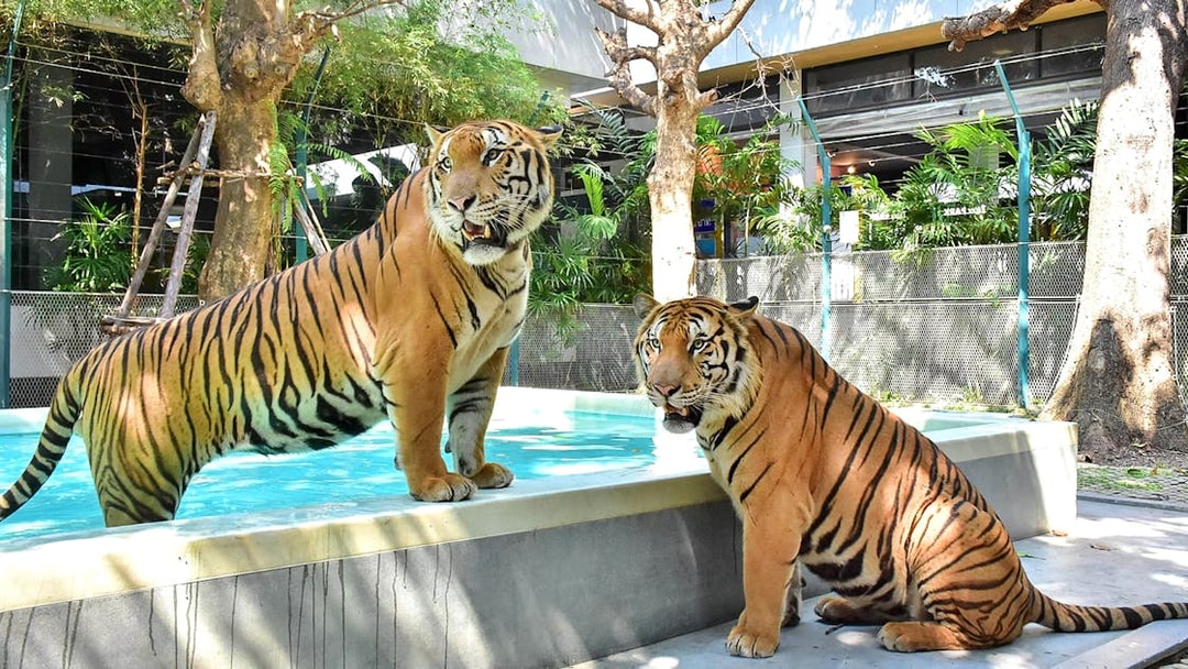 Tigers by a pool at Tiger Park Pattaya, Thailand.