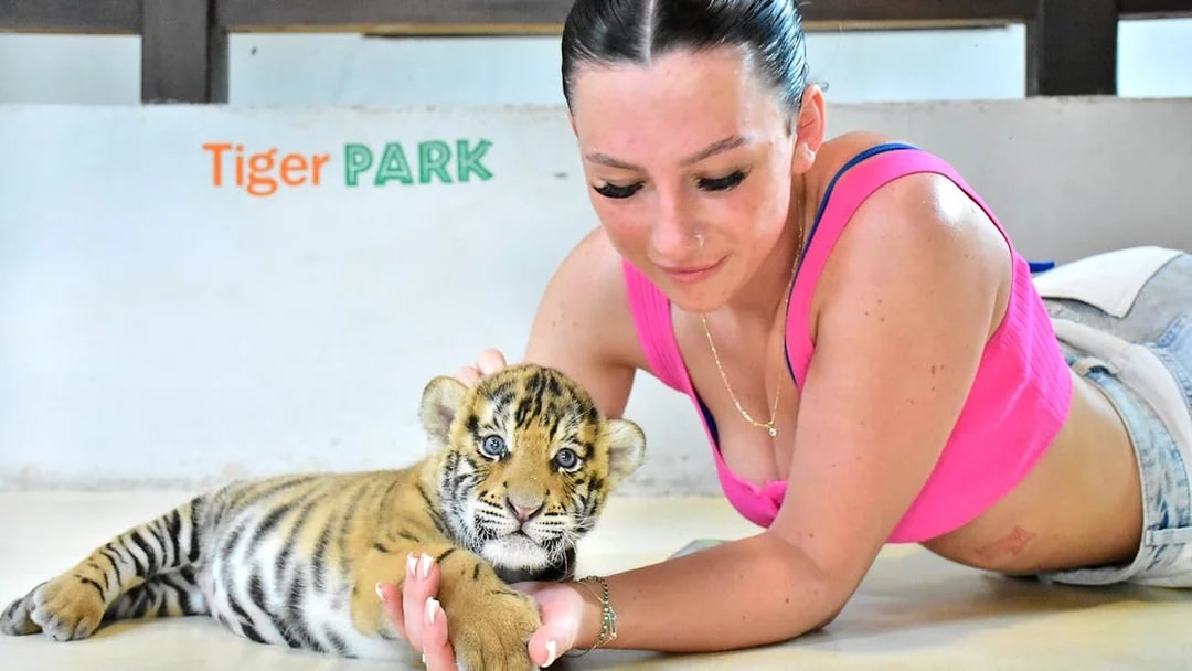 Person interacting with a tiger cub at Tiger Park Pattaya.