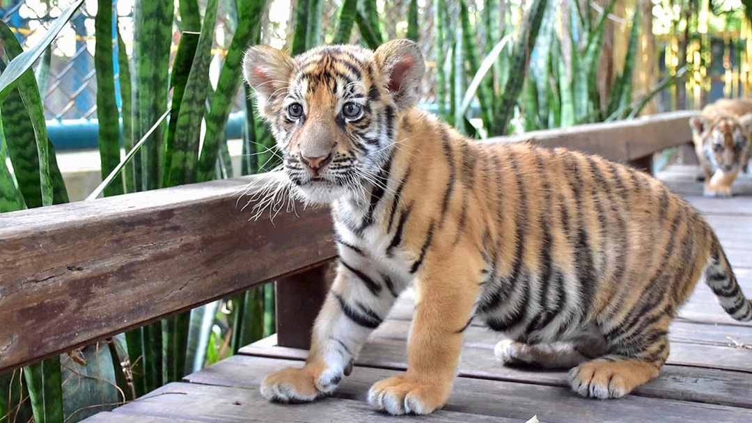 Small tiger cub walking on a wooden path at Tiger Park Pattaya.