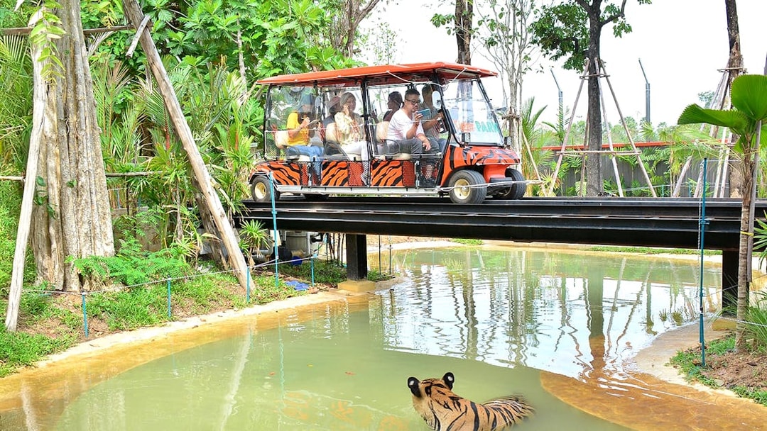 Safari car on bridge above tiger in forest setting.