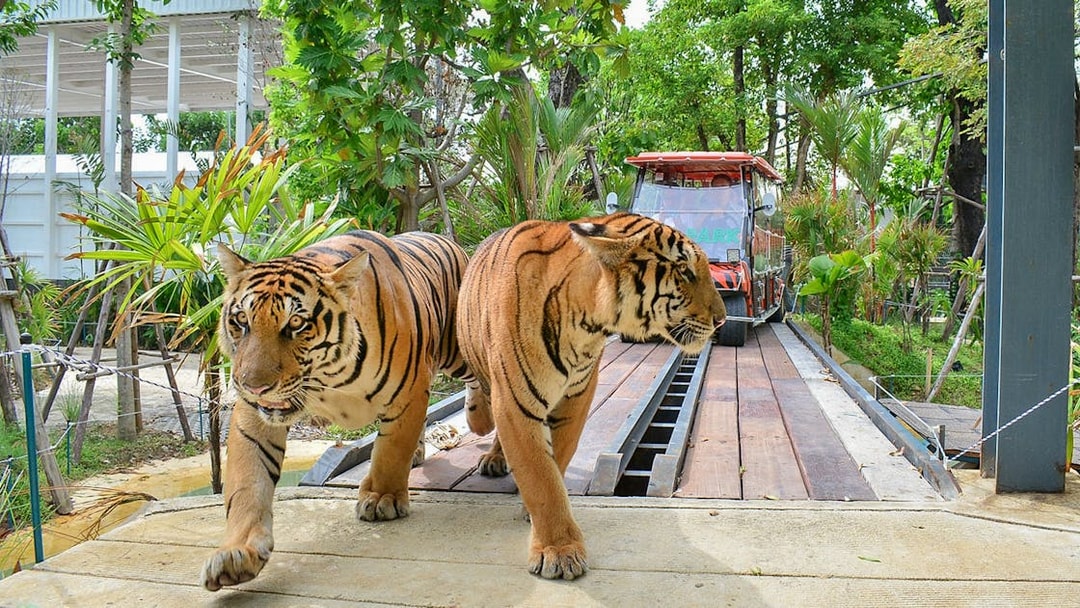 Tigers walking near a sightseeing safari car in a forest setting.