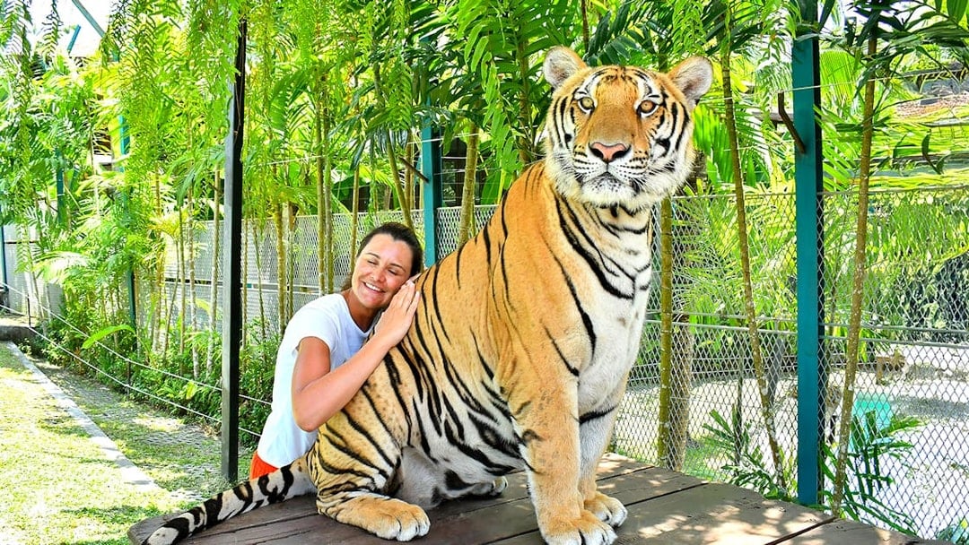 Tourist interacting with a tiger at Tiger Park Pattaya, Thailand.