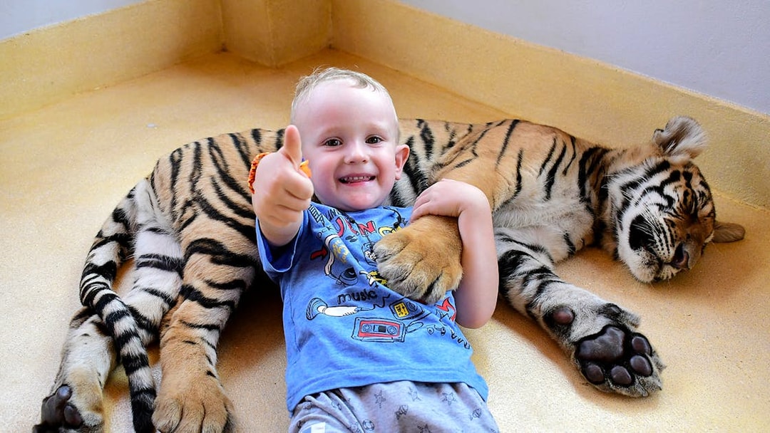 Child interacting with a resting tiger at Tiger Park, Thailand.