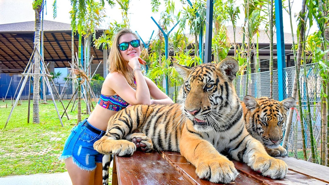 Interactive tiger experience at Tiger Park for non-Thai residents.