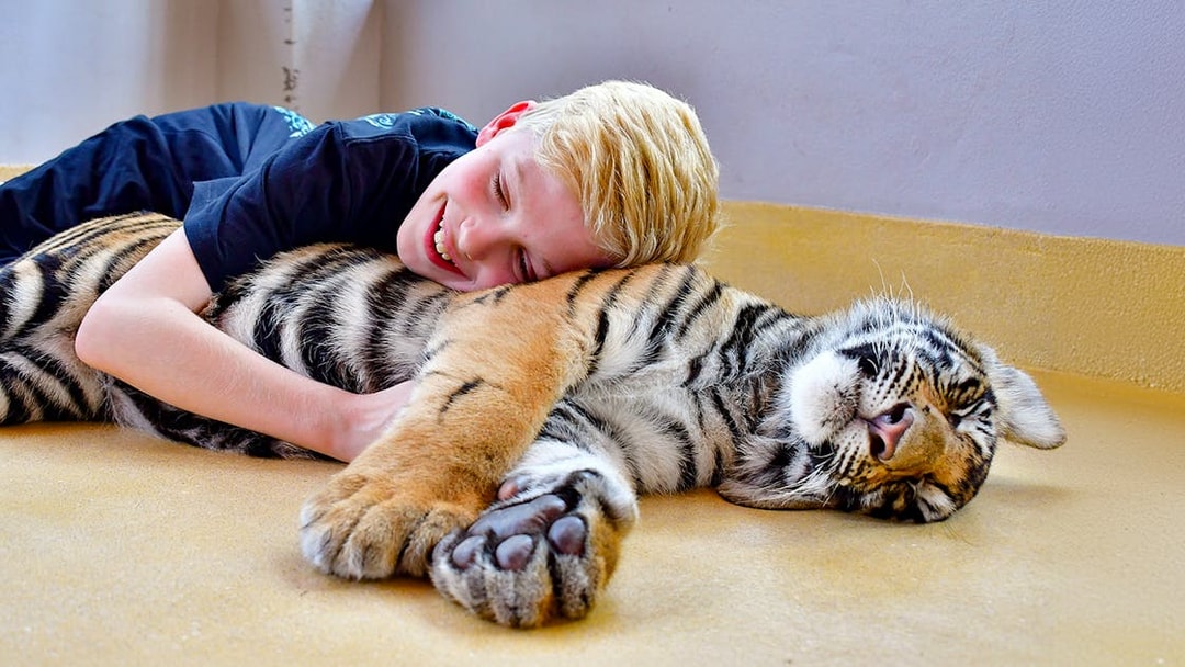 Child interacting with a resting tiger at Tiger Park, Thailand.
