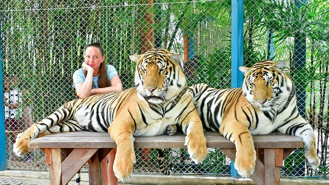 Interactive tiger experience at Tiger Park for non-Thai residents.