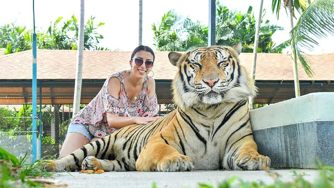 Guest posing with tiger at Tiger Park Phuket.