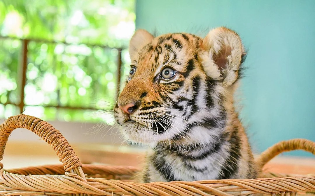 Tiger Park Tickets with Tiger Interactions Image 5