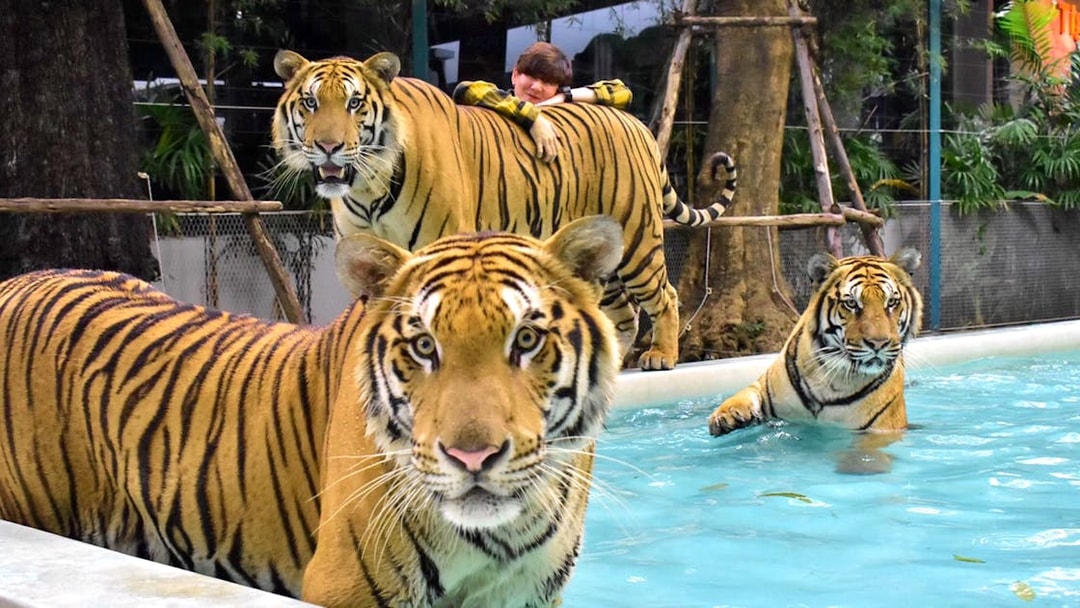 Tigers in a pool at The Tiger Park Phuket with a visitor nearby.