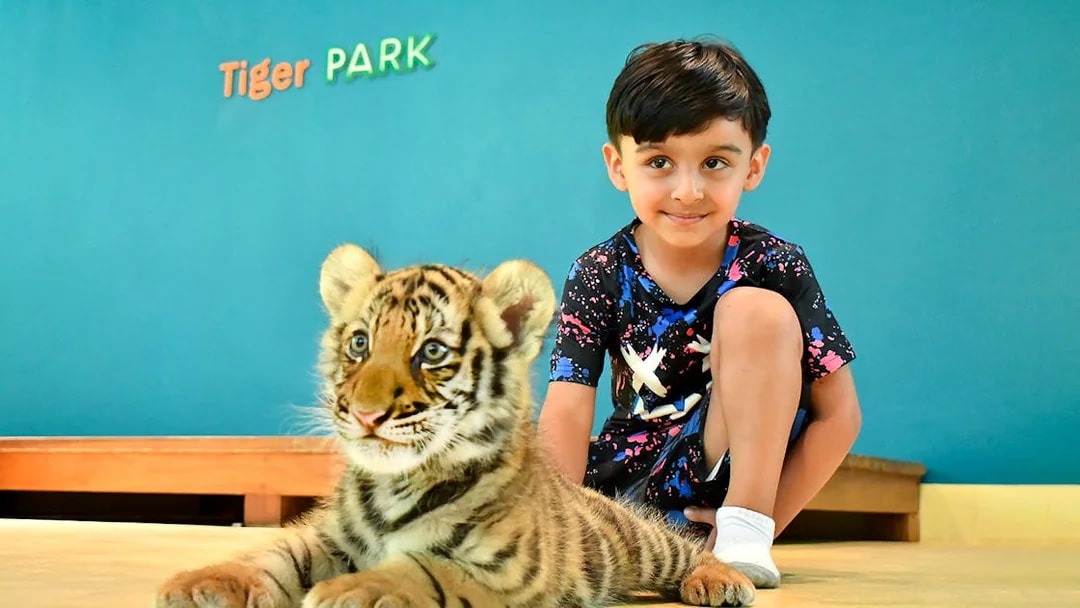Child interacting with a tiger cub at Tiger Park.
