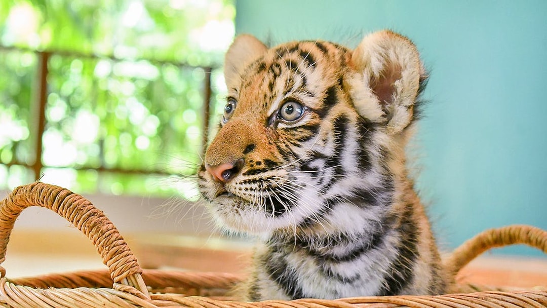 Tiger cub in a basket at Tiger Park, available with interaction tickets.
