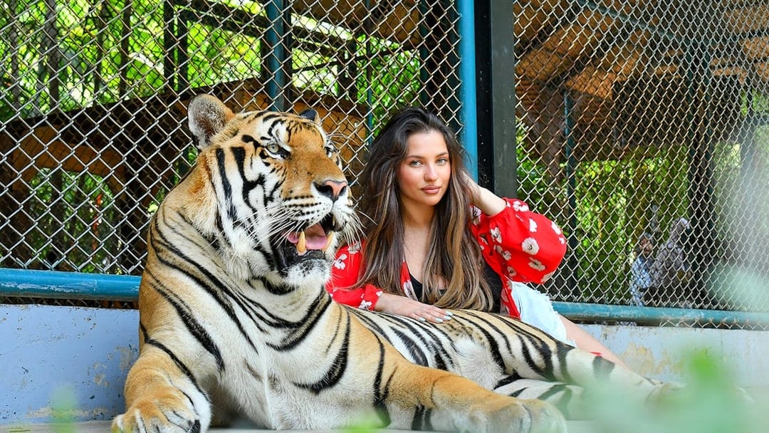 Guest posing with tiger at Tiger Park Phuket.