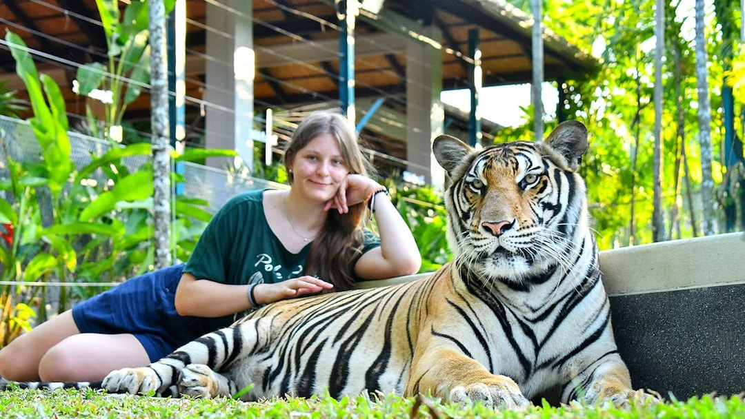 Person interacting with a tiger at Tiger Park, surrounded by lush greenery.
