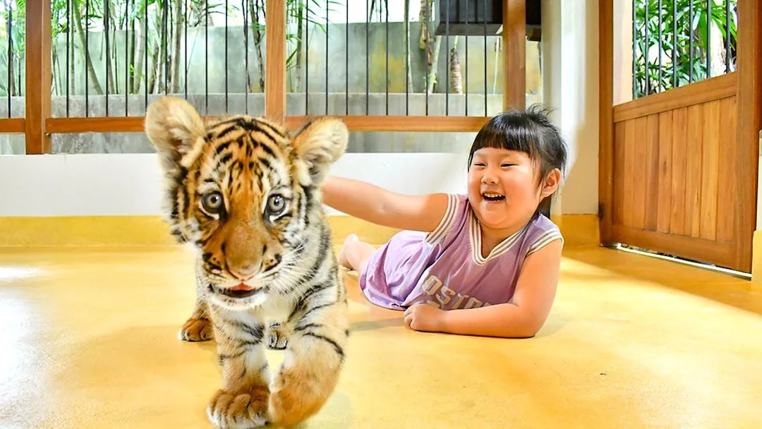 Guest interacting with a tiger cub at Tiger Park Phuket.