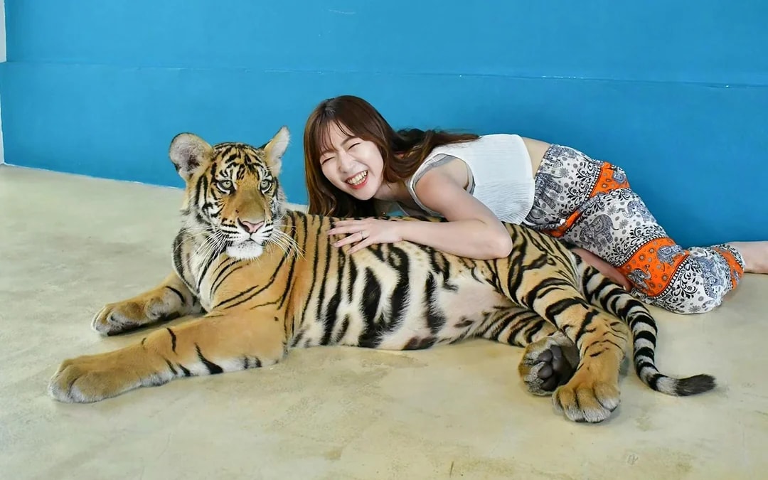 Tiger Park Tickets with Tiger Play Packages Image 6