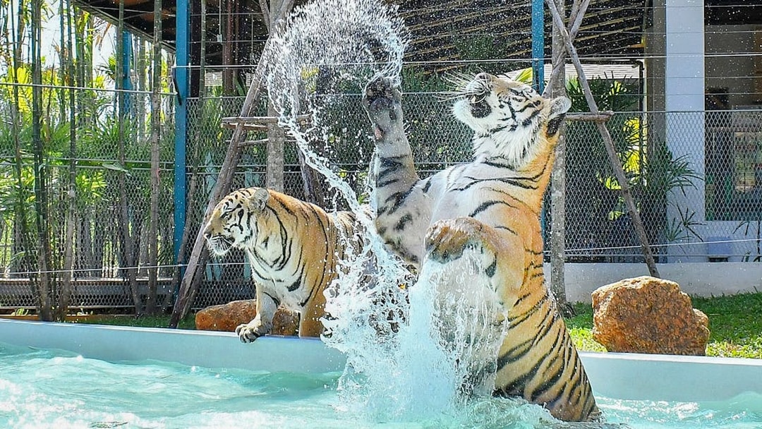 Tigers playing in water at Tiger Park with interactive experience.