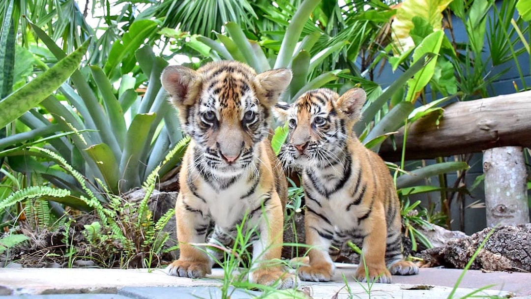 Small tigers at Tiger Park Phuket surrounded by lush greenery.