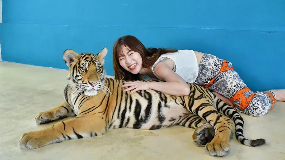 Tourist interacting with a tiger at Tiger Park Pattaya, Thailand.