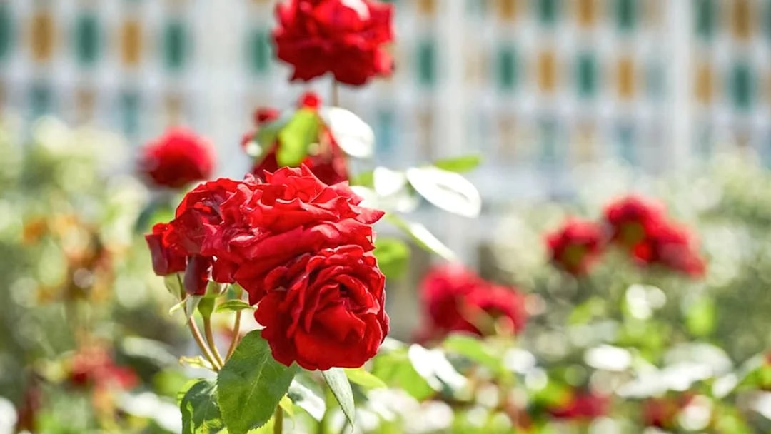 Red roses in bloom at Tivoli Gardens, Copenhagen.